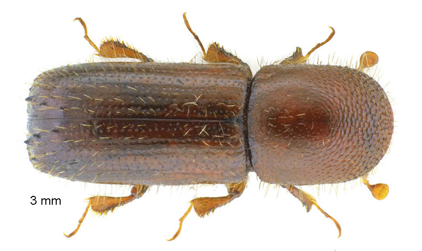 Xyleborus monographus (Fabricius, 1792)